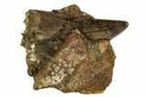Tyrannosaur Tooth With Crocodile Scute - Judith River Formation #108095-1